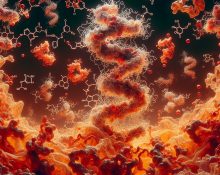 Protein binding of mibolerone in plasma