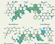 Trestolone enantato vs testosterone: key differences